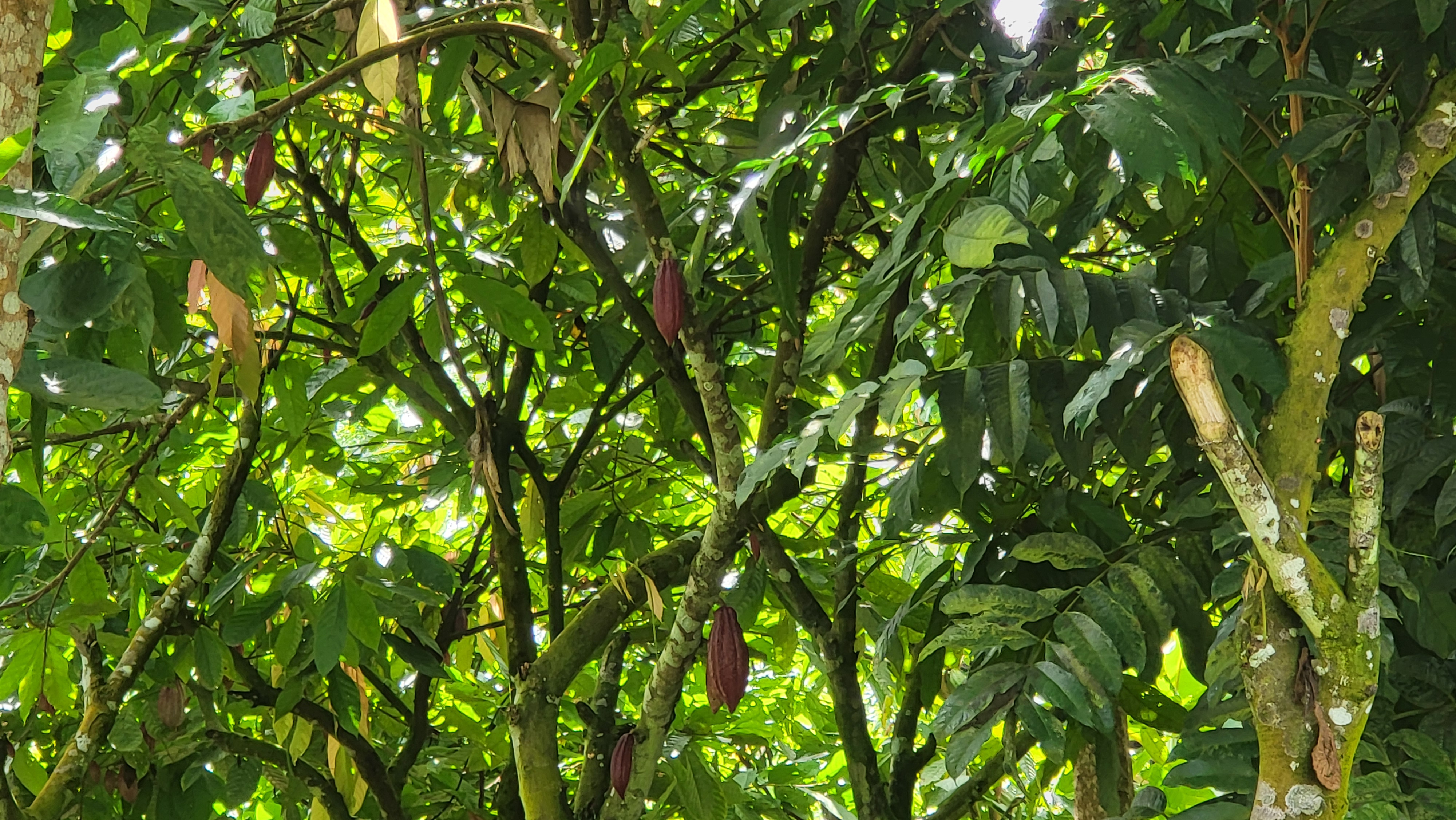 Plantation de cacao agroforestier