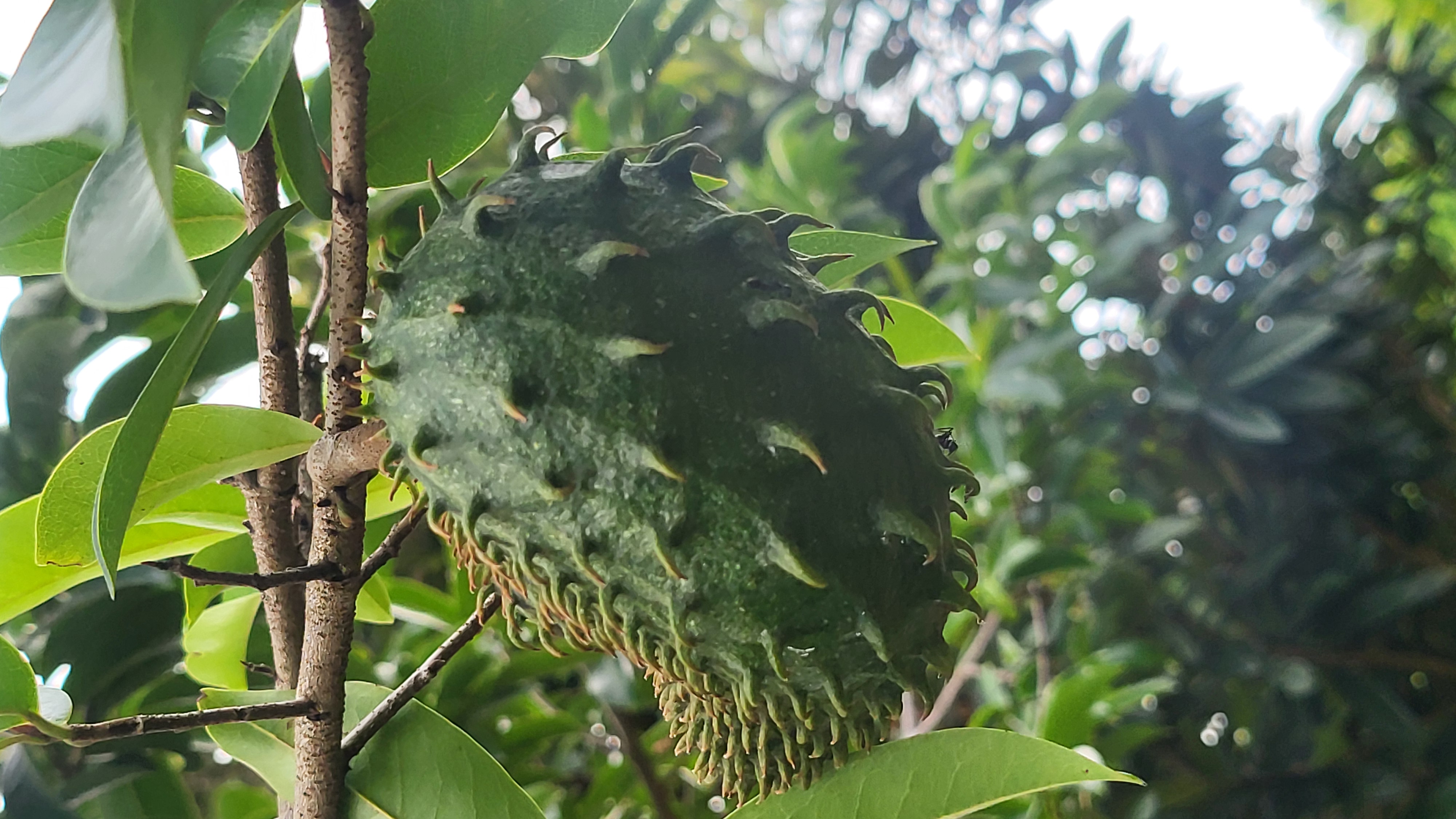 Fruit de corossol mûrissant sur l'arbre
