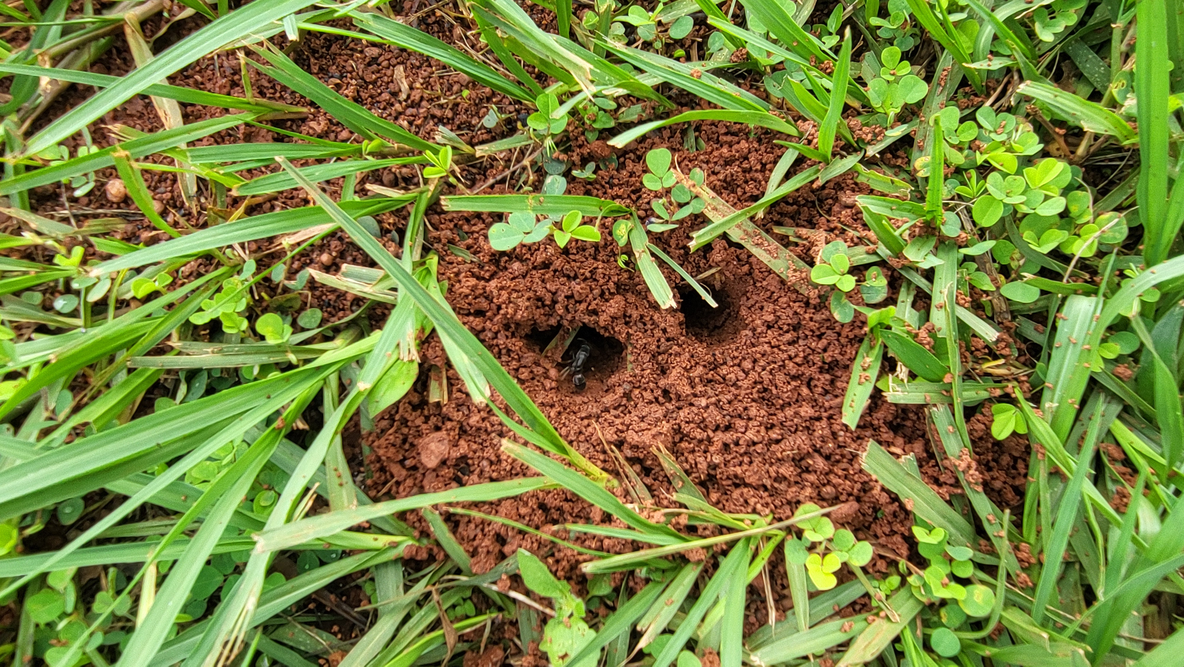 Colonie de fourmis dans le sol