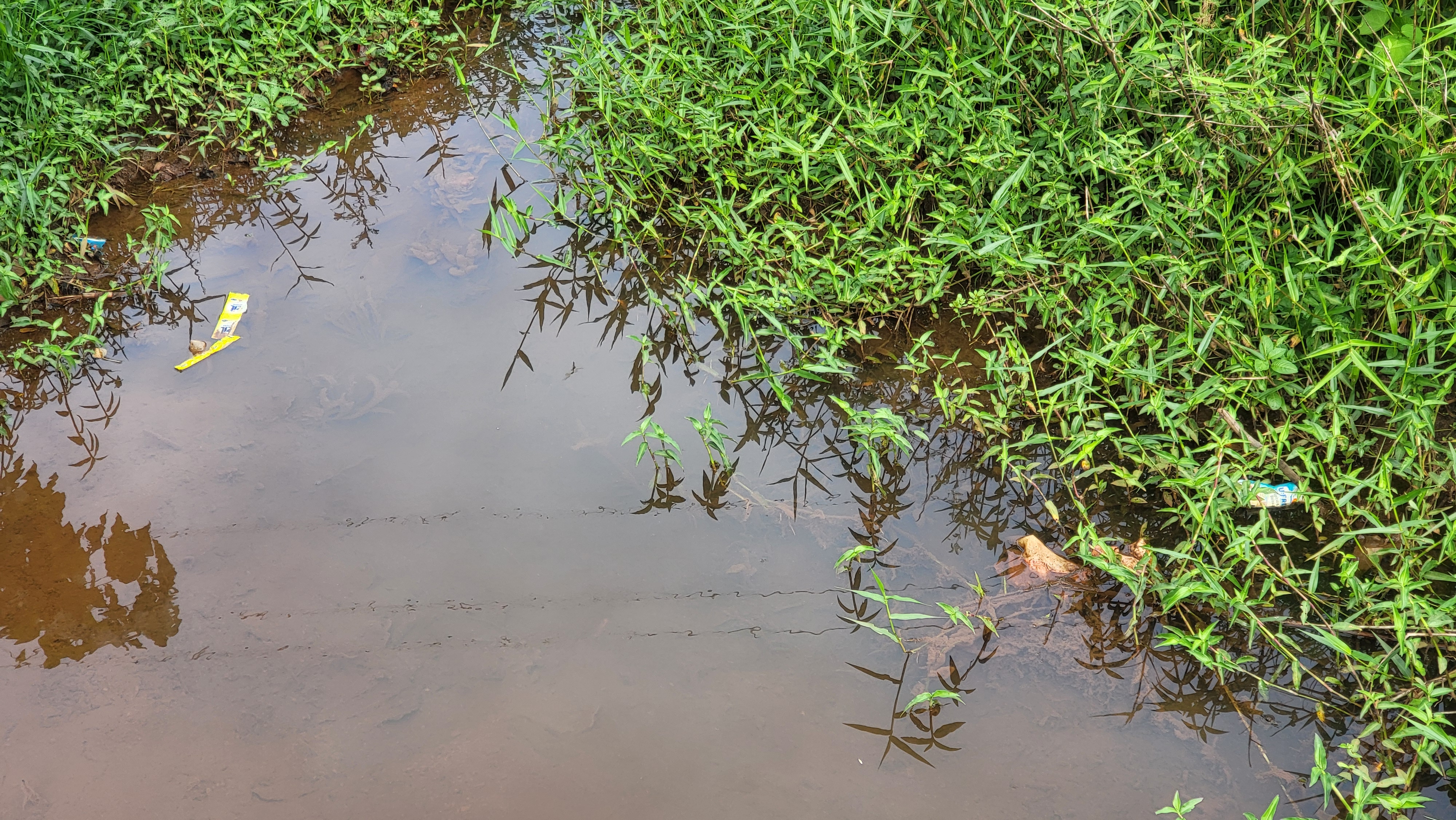 Mare en zone agricole — habitat humide