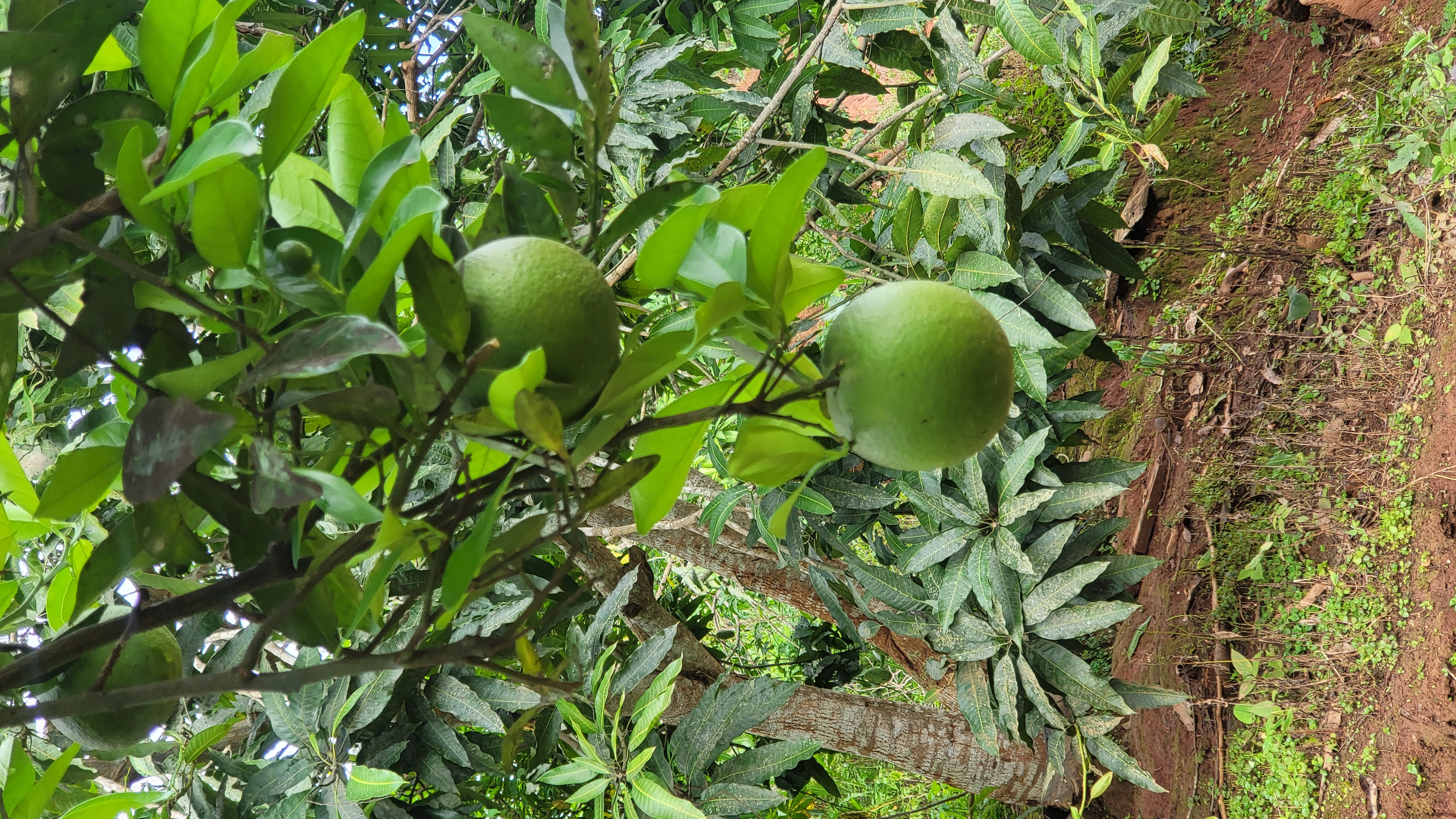 Oranges vertes sur l'arbre