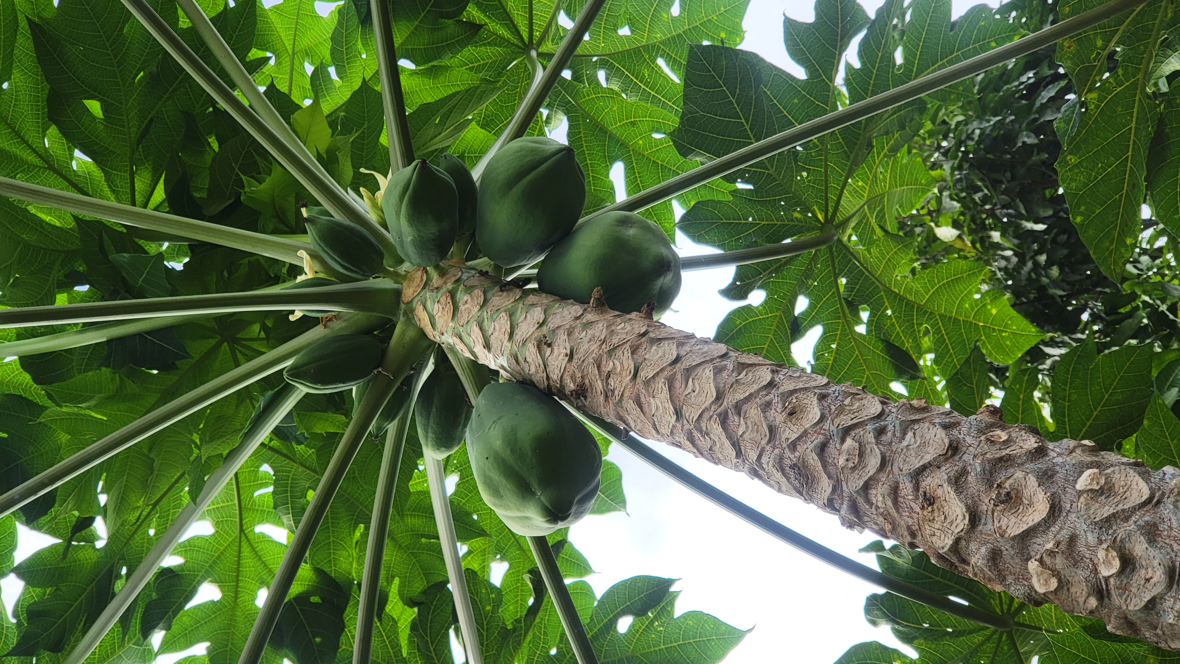 Papayer vu de dessous avec ses fruits