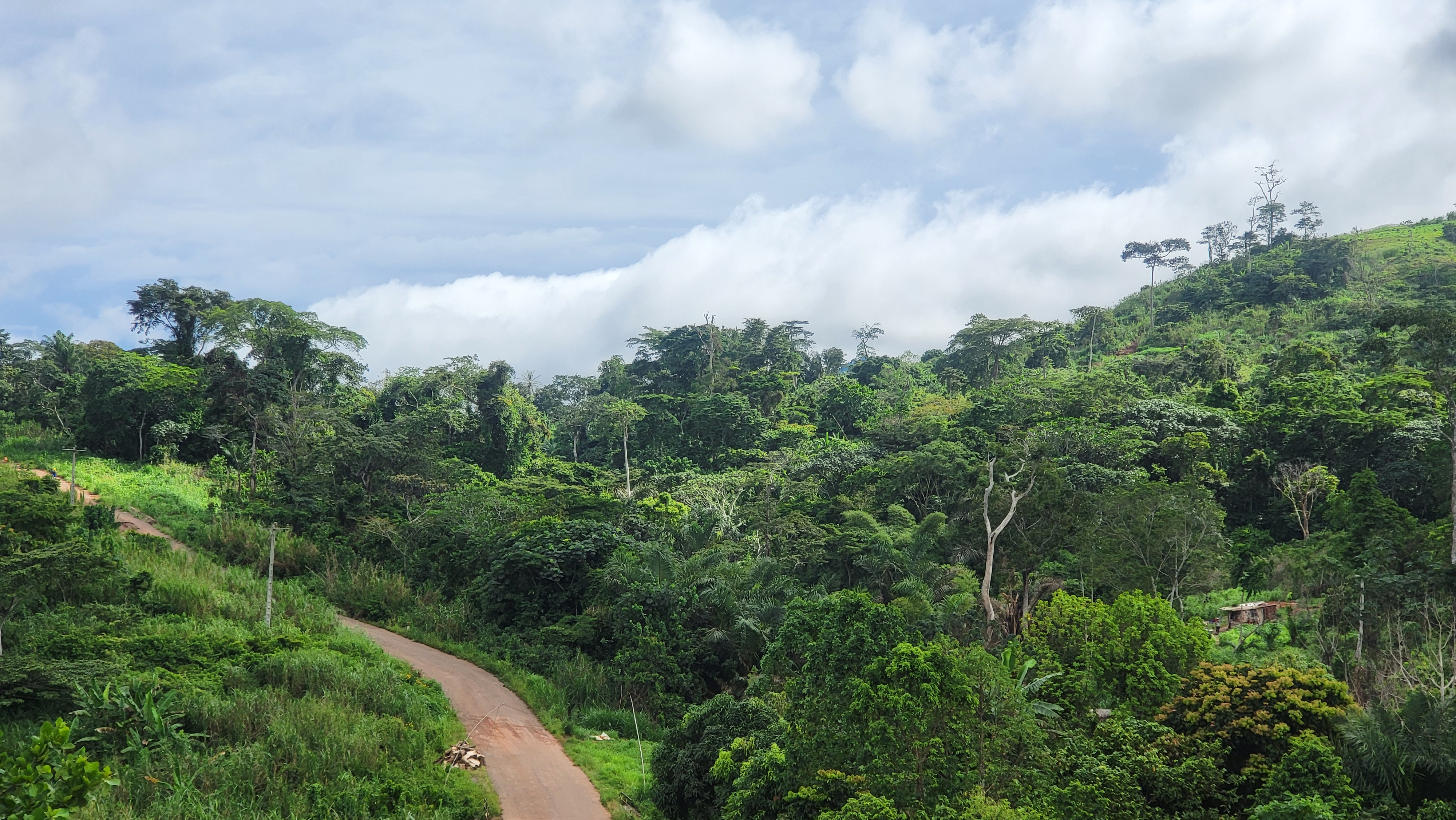 Route forestière dans le Bassin du Congo