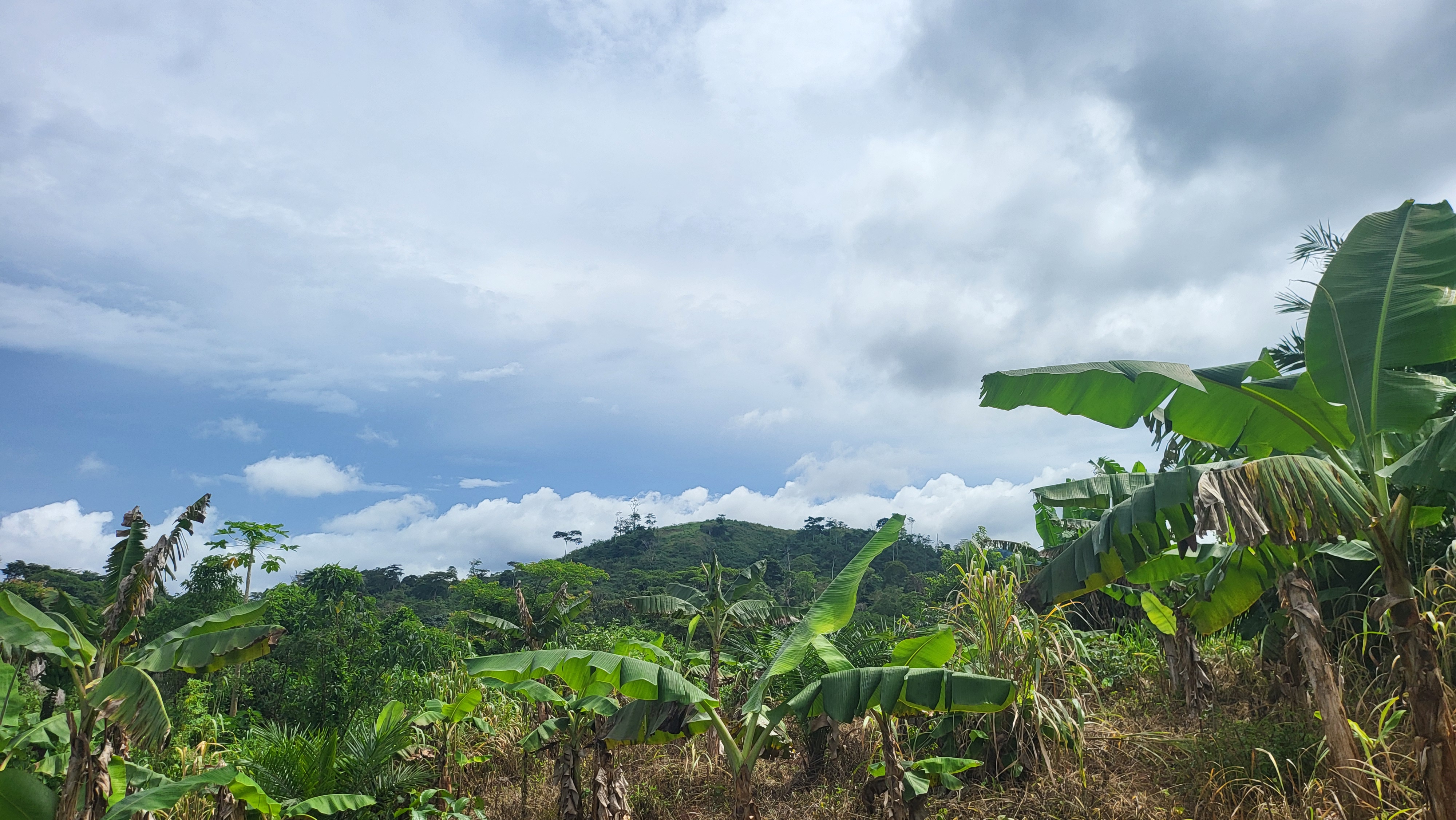 Plantation agroforestière au Cameroun
