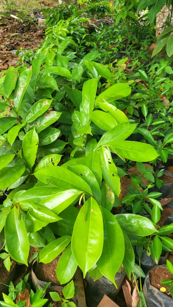 Plants en sachets noirs — pépinière IBCE-RC