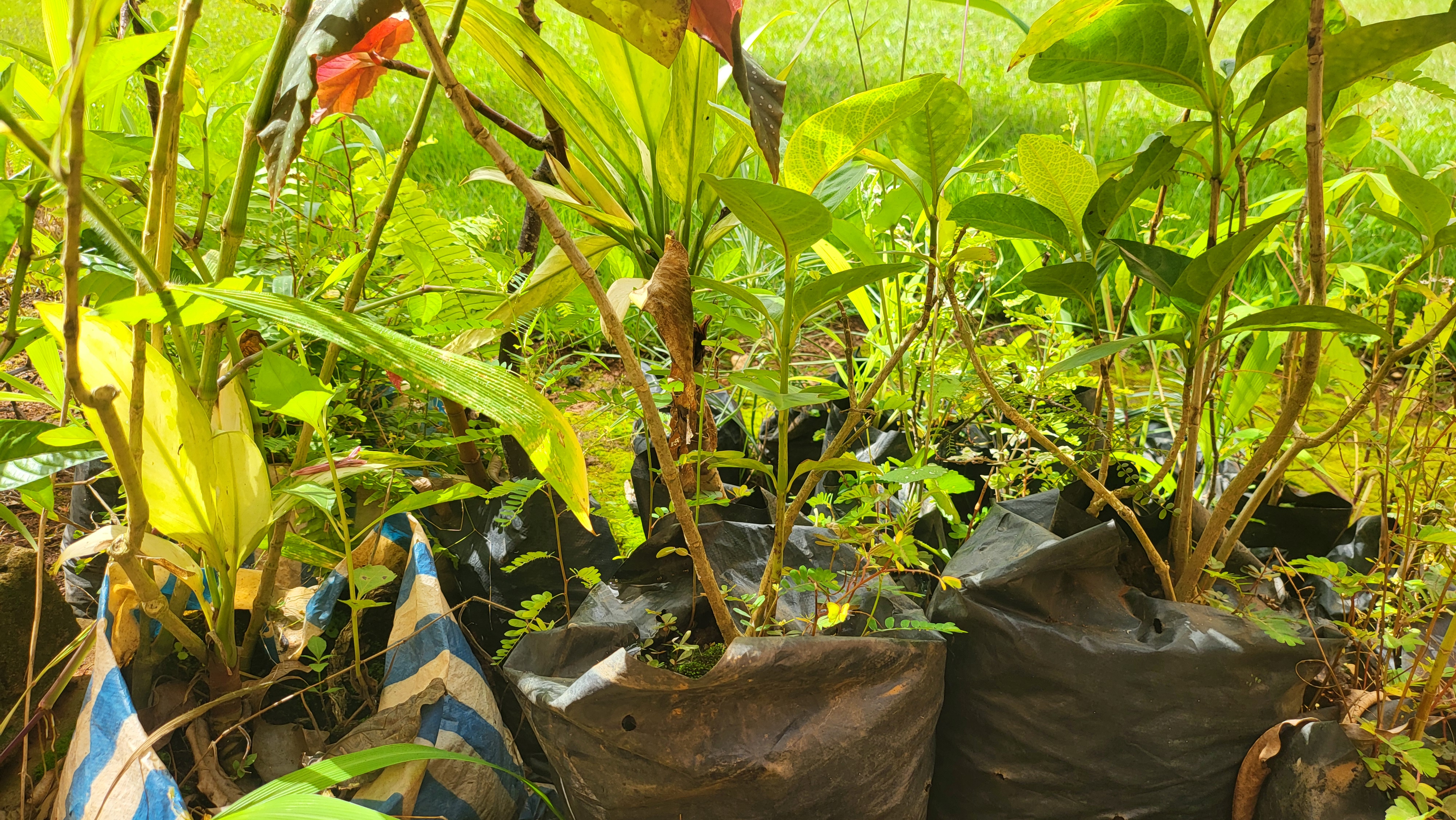 Distribution de plants en sachet