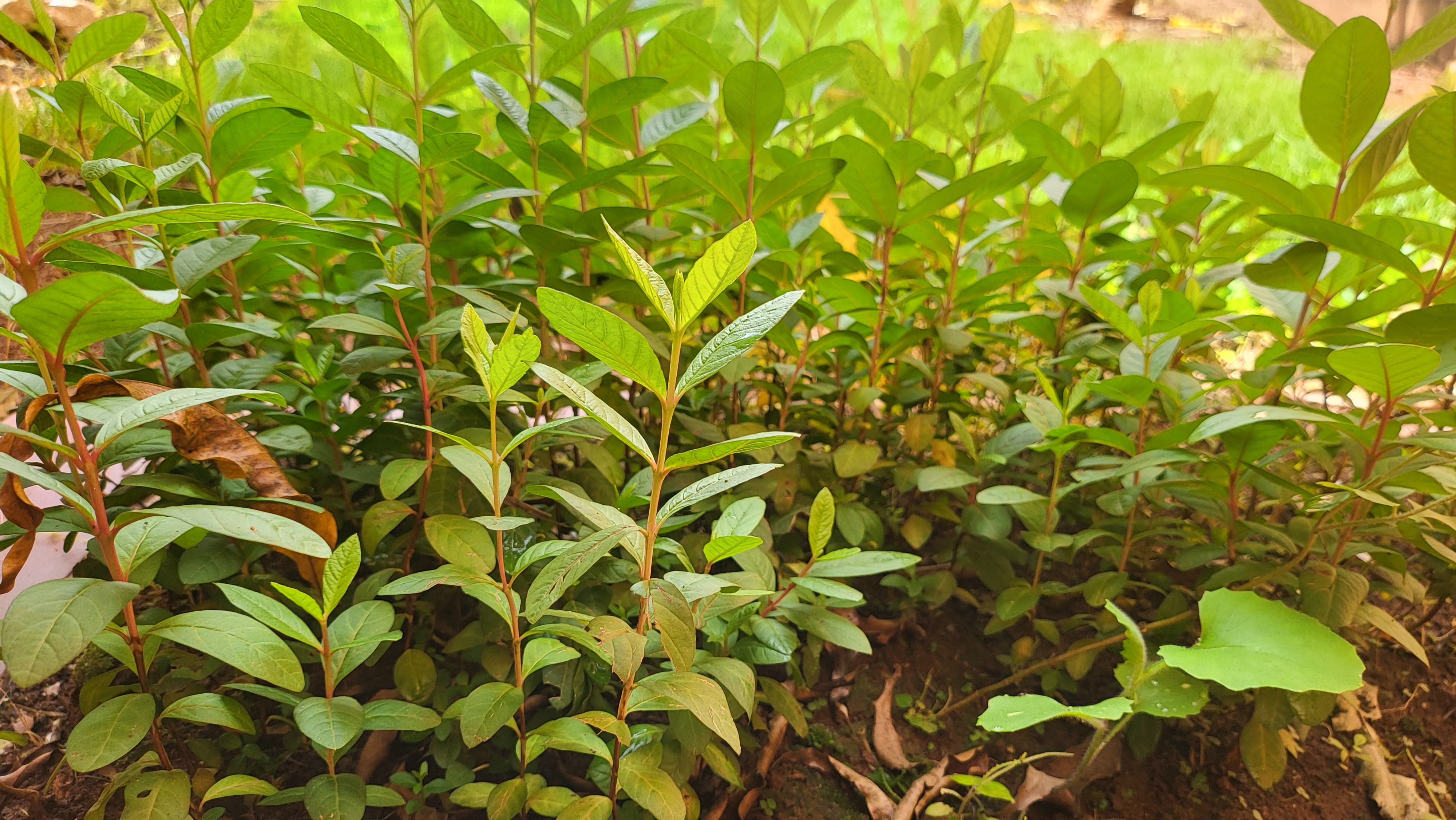 Pépinière de jeunes plants