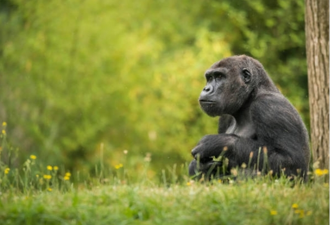 Gorille des plaines occidentales — espèce emblématique du Bassin du Congo