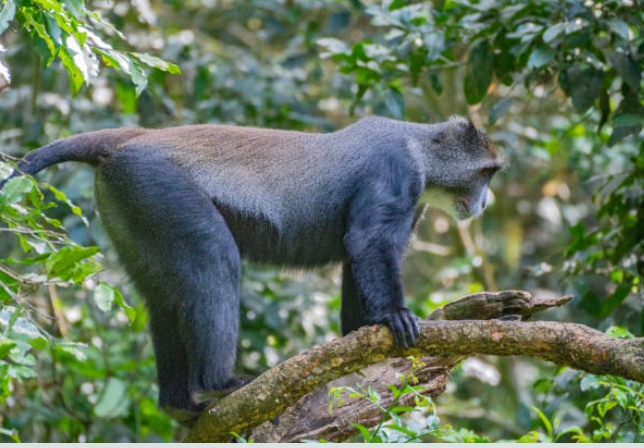 Colobe noir — primate menacé des forêts équatoriales