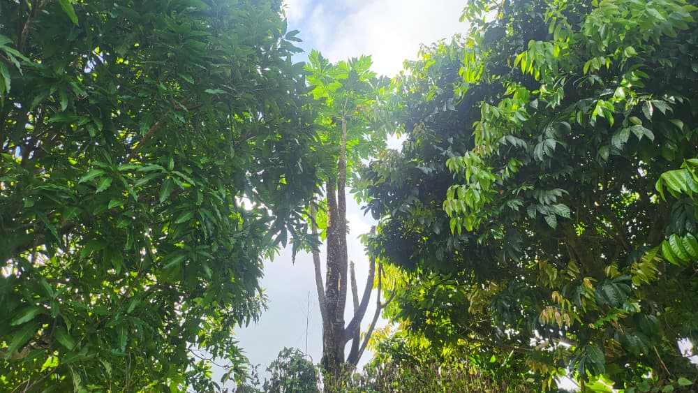 Piste forestière traversant les collines verdoyantes de Yaoundé