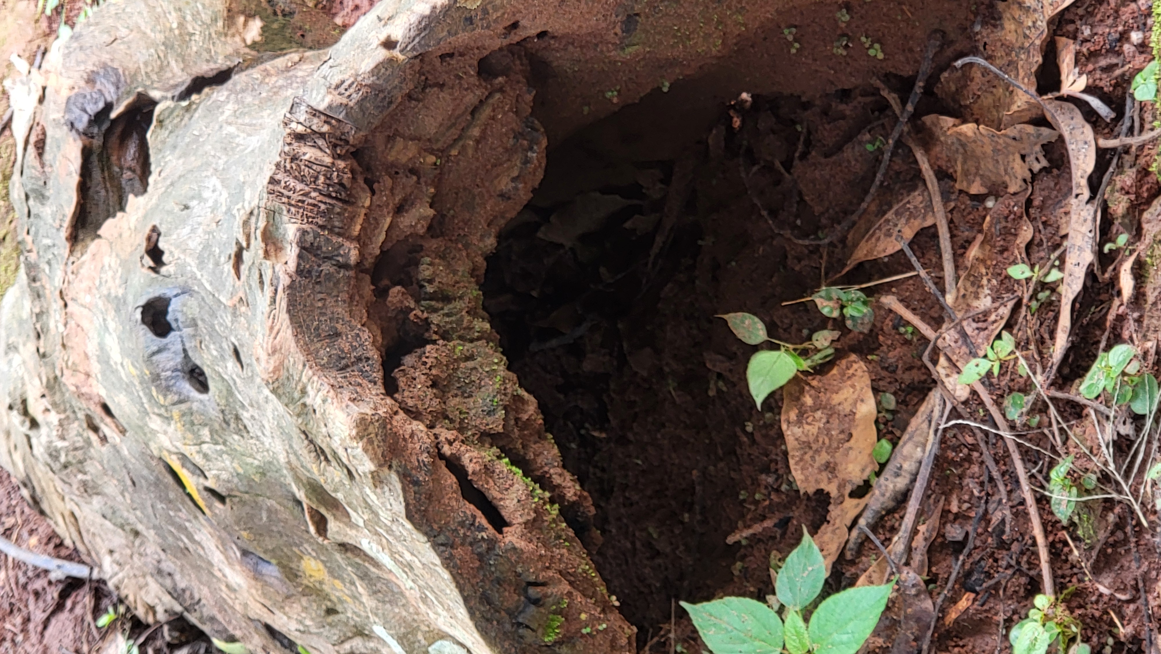 Vieille souche d'arbre abritant la biodiversité