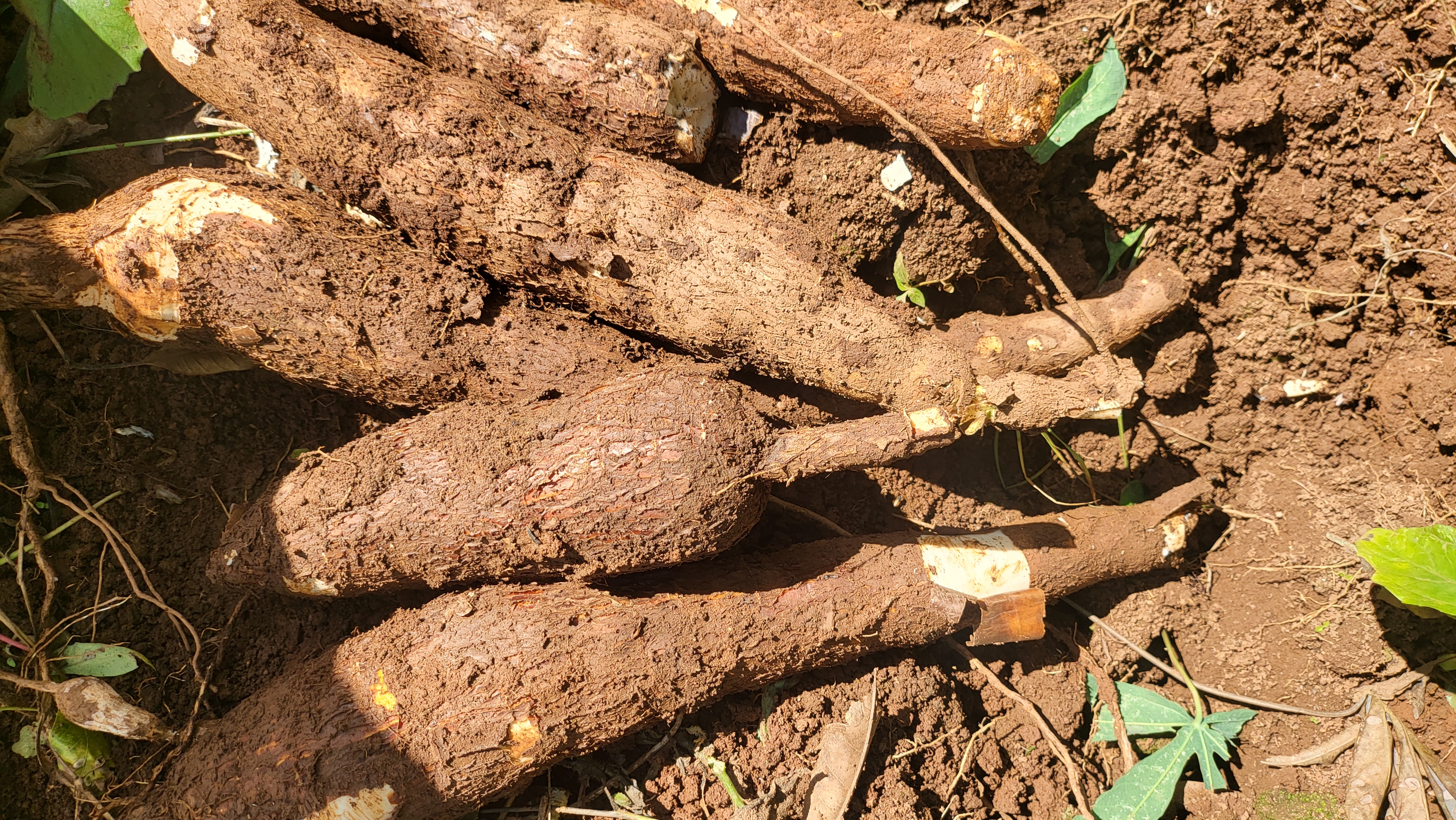 Récolte de manioc